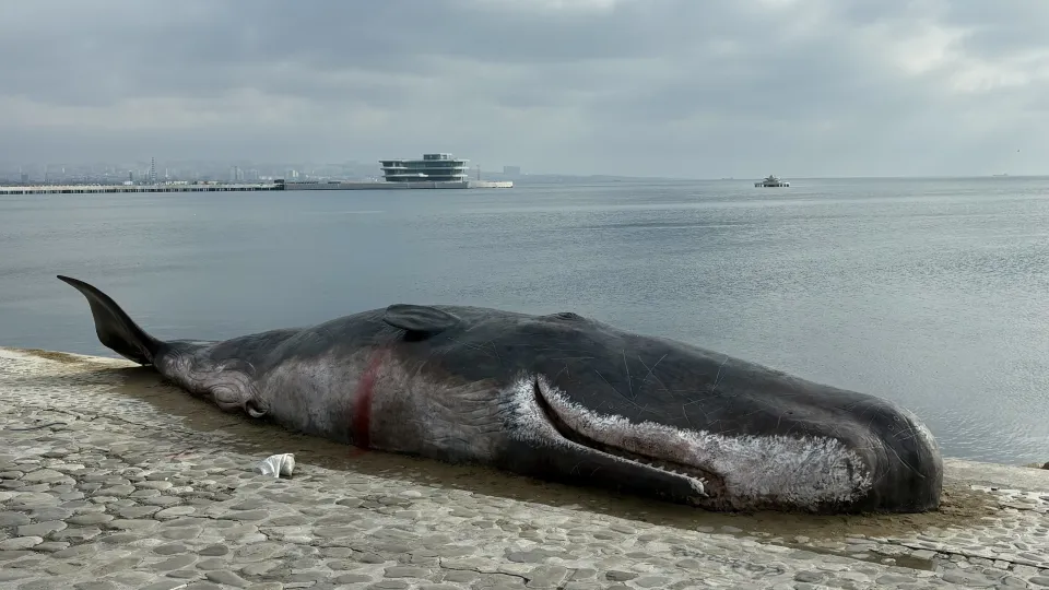 An hyperrealist art installation of a beached whale, displayed by 'Captain Boomer' on the Caspian waterfront in Baku. A fitting metaphor for both the planetary environmental crisis and the status of the talks at COP29 – M.Poletto/Int.l IDEA